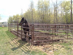 The outdoor paddock allows our equine patients, who have a longer recovery, some time outside in the fresh air.