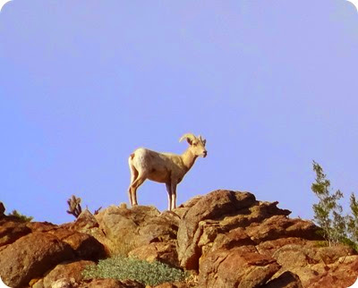 Peninsular bighorn sheep