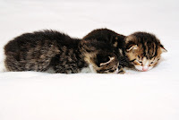 IMAGE_86B82C1F-0936-4D9B-BA74-54F259AC276A.JPG