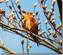 crossbill cannock chase april 2014 crossbill cannock chase april 2014