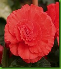 Begonia Dobrada Vermelha