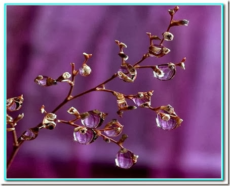 Gota de ternura Gota de ternura