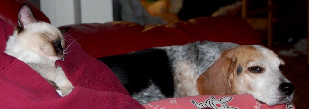 [catdogcouch49.jpg]