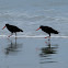 Variable oystercatcher