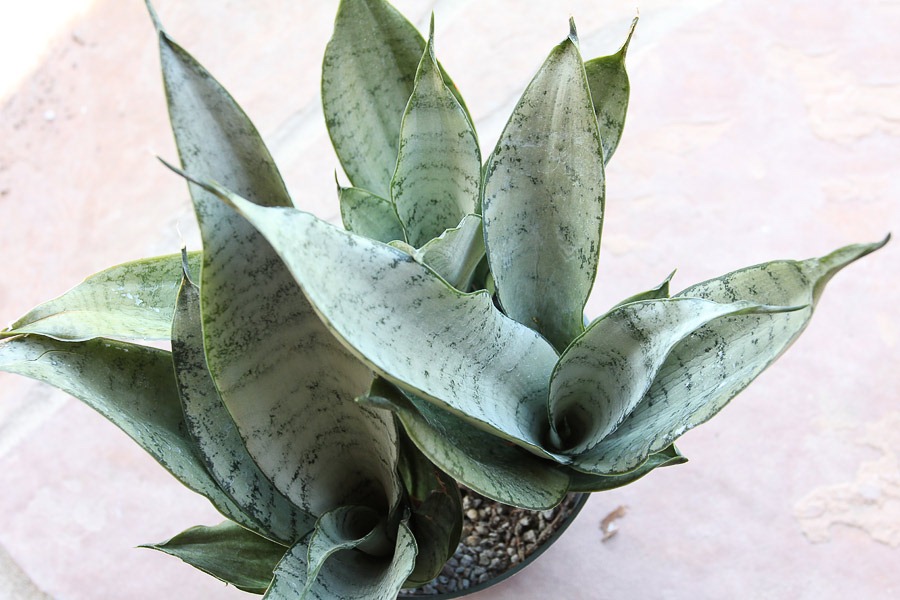 [120310_UCDArboretum_Sansevieria-trifasciata-Hahnii_04%255B6%255D.jpg]