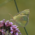 P1100629