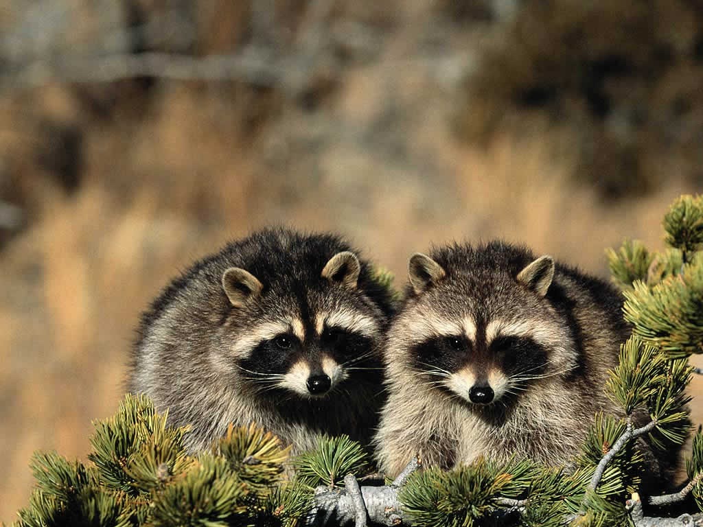 [racoon%255B6%255D.jpg]
