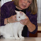 Omkara La Flaca of Bearcloud on show in kitten class @ 7 months Viking Cats-36.jpg
