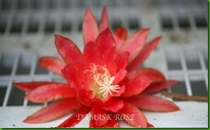 Epi Damask Rose Epi Damask Rose