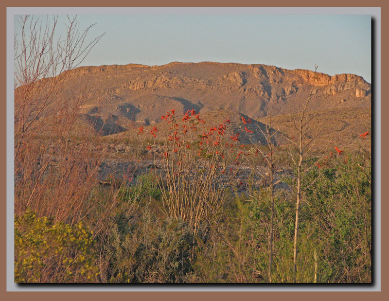 Ocotillo sunset