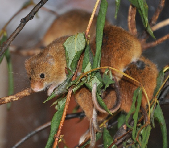 [A%2520tangle%2520of%2520Harvest%2520Mice%25203%2520Sept%25202012%2520%2528cropped%2529%2520DSC_0280%255B5%255D.jpg]