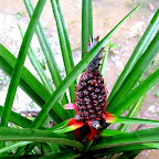 Pinapple growing on the lodge