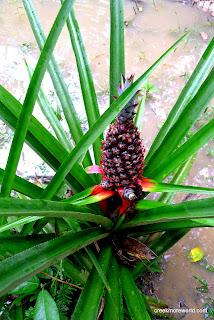 Pinapple growing on the lodge