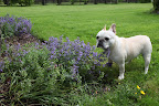 Well, the cats are sure to be happy.  The nepeta, or catmint, is growing quite well!