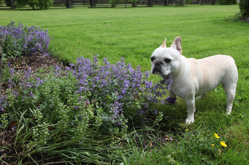Well, the cats are sure to be happy.  The nepeta, or catmint, is growing quite well!