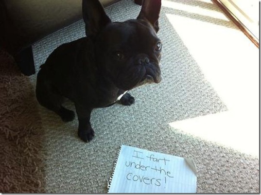dog-shaming-bad-27