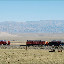 Tianshan - Camions et vaches
