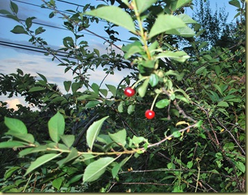 July 2011 Cherries