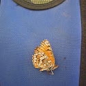 Neumoegen's Sagebrush Checkerspot