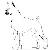 boxer