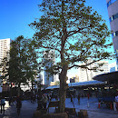 浜松市 市民の木