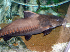 A cool fish at the Shark Reef Aquarium at Mandalay Bay.