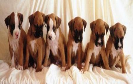 Boxer_Puppies