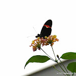 IMG_6247.jpg