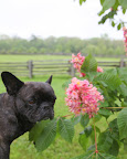 No!  This is pretty, but definitely not a dogwood.