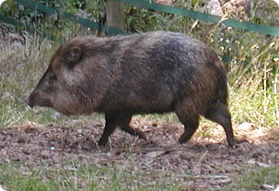 Impenetrable-PecariTajacu Impenetrable-PecariTajacu