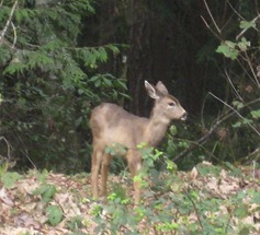 [smalldeerVC%2520copy%255B1%255D%255B2%255D.jpg]