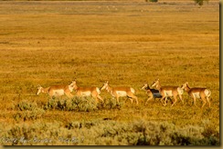 Pronghorn (Antilocapra americana) Pronghorn (Antilocapra americana)