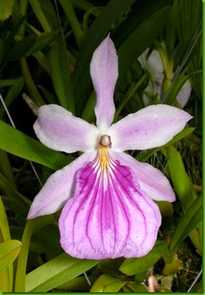 OR Miltonia spectabilis