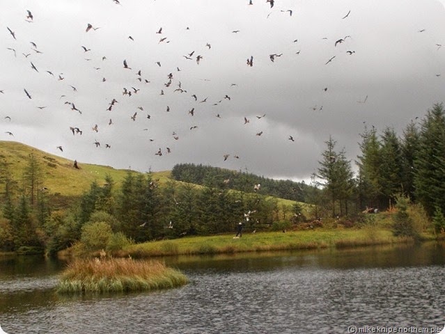 kites arriving for tea