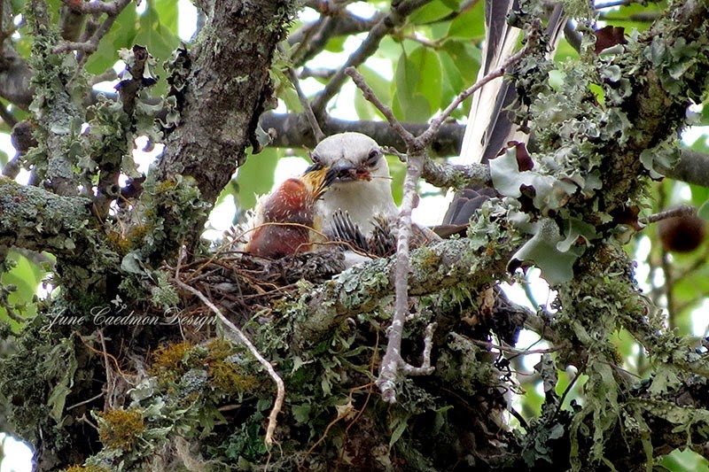 [ScissorTail_FeedingBaby%255B4%255D.jpg]