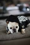 And Sharkey chose this glow-in-the-dark skeleton costume.