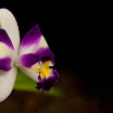 20090419 - Ann Arbor Orchid Festival 085.jpg