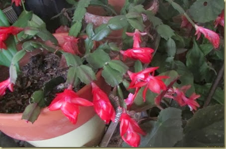 Christmas catcus 3 Christmas catcus 3