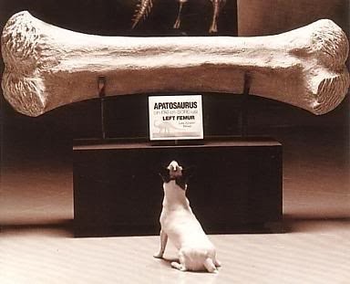 [dog-groomer-dog-bone%255B3%255D.jpg]