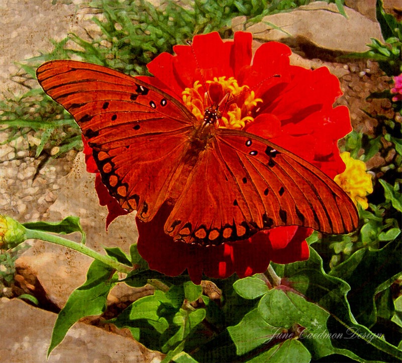 [Gulf_Fritillary_simplicity%255B3%255D.jpg]