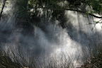 Sunlight streams through the steam, Rotorua Thermal Area