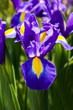 Irises-4