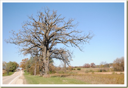 HuntClubTree2