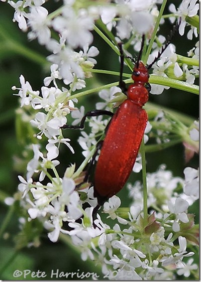 16-red-headed-cardinal-beetle-4