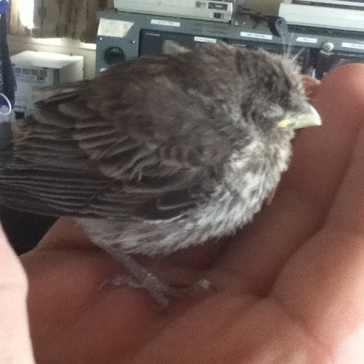 Purple Finch Purple Finch