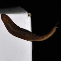 Slug