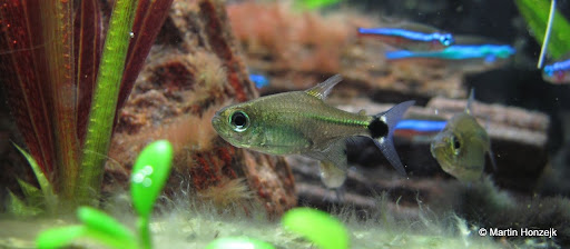 Serrapinnus Kriegi