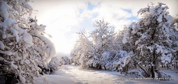 Trees snow