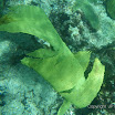 IMGP2345 Snorkel Buck Island Reef 