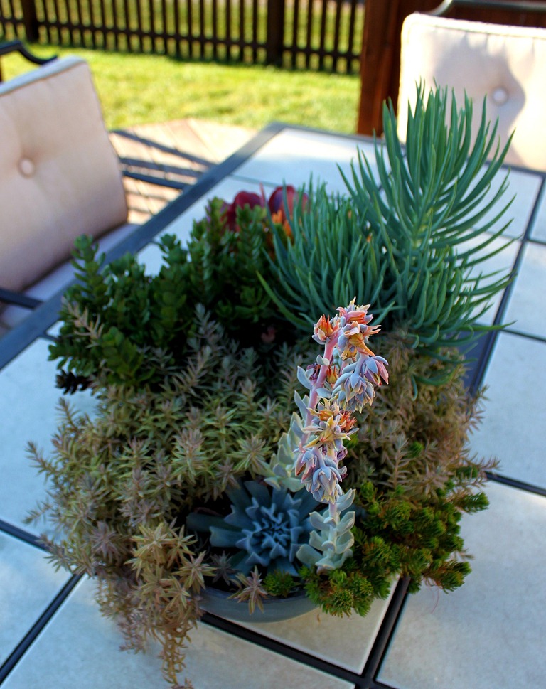 [succulent%25201%255B7%255D.jpg]